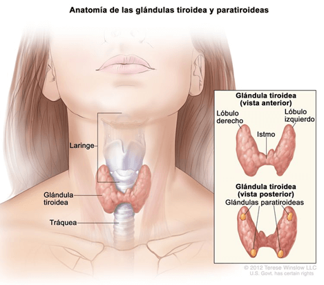 ¿Qué es el cáncer de tiroides?